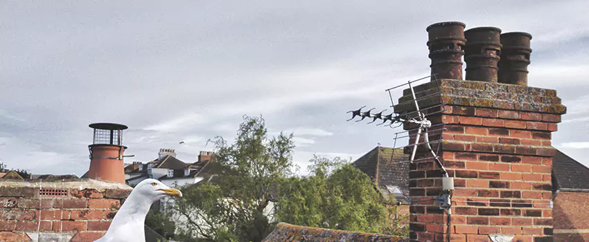 Chimney Cleaning And Restoration in Sudley, Virginia